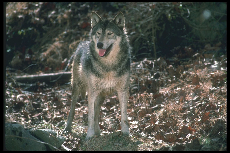 110097-Gray Wolf-Standing-InValley.jpg