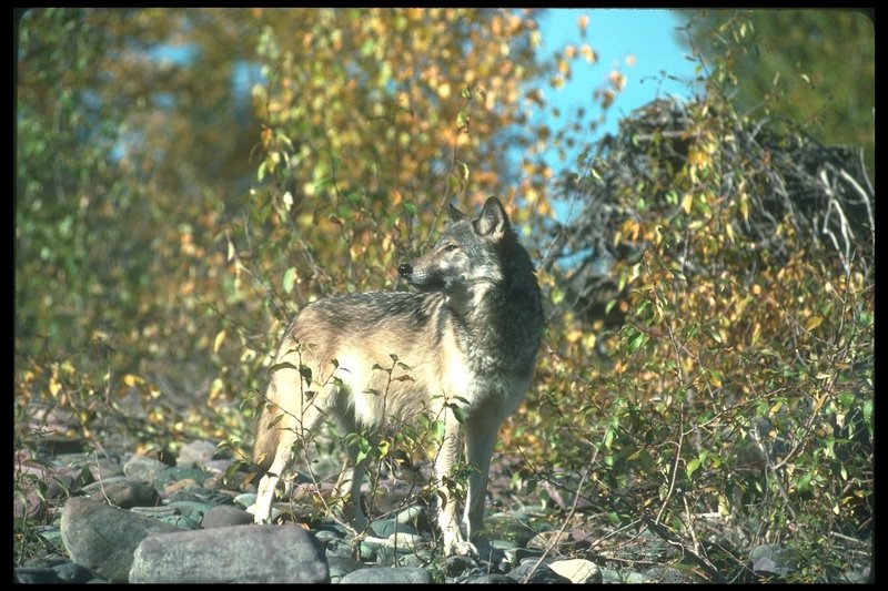110099-Gray Wolf-looks back in forest.jpg