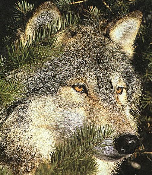 Varg-Swedish Gray Wolf-face closeup in forest.jpg
