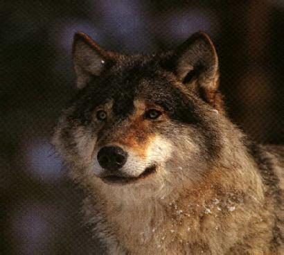 Swedish Varg1-Gray Wolf-face closeup.jpg