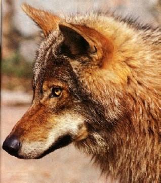 Swedish Varg2-Gray Wolf-face closeup.jpg