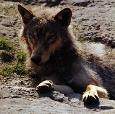 Swedish Varg3-Gray Wolf-sitting on ground.jpg