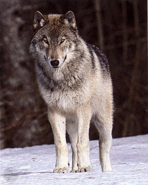 ghost02-Gray Wolf-Standing on snow-Forest edge.jpg