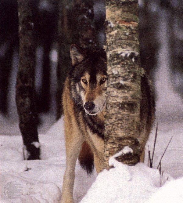 ghost03-Gray Wolf-Stalks behind tree-in snow forest.jpg