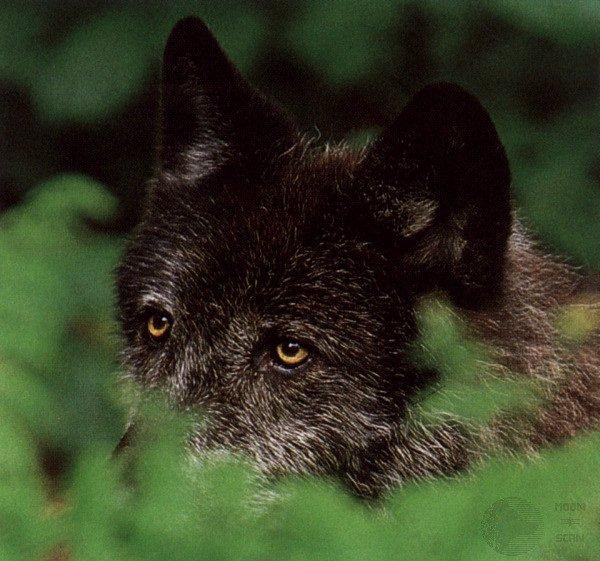 ghost04-Gray Wolf-Black Fur-Face hidden in forest.jpg