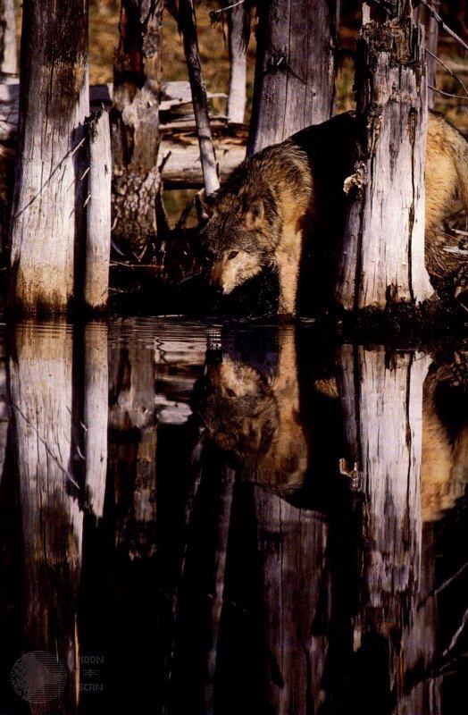 ghost09-GrayWolf-In timber swamp-Water Reflection.jpg