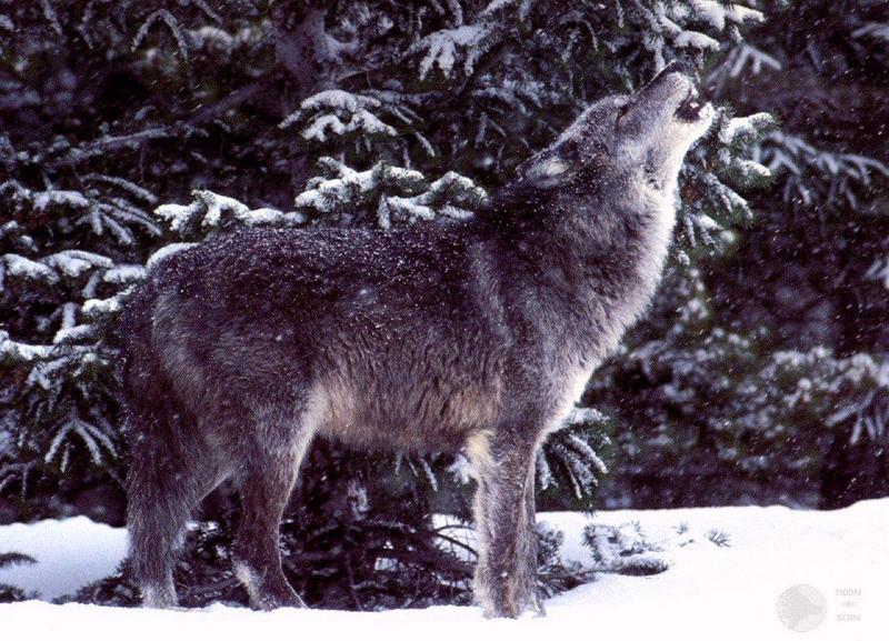 ghost10-Gray Wolf-Howling-in snow-forest edge.jpg