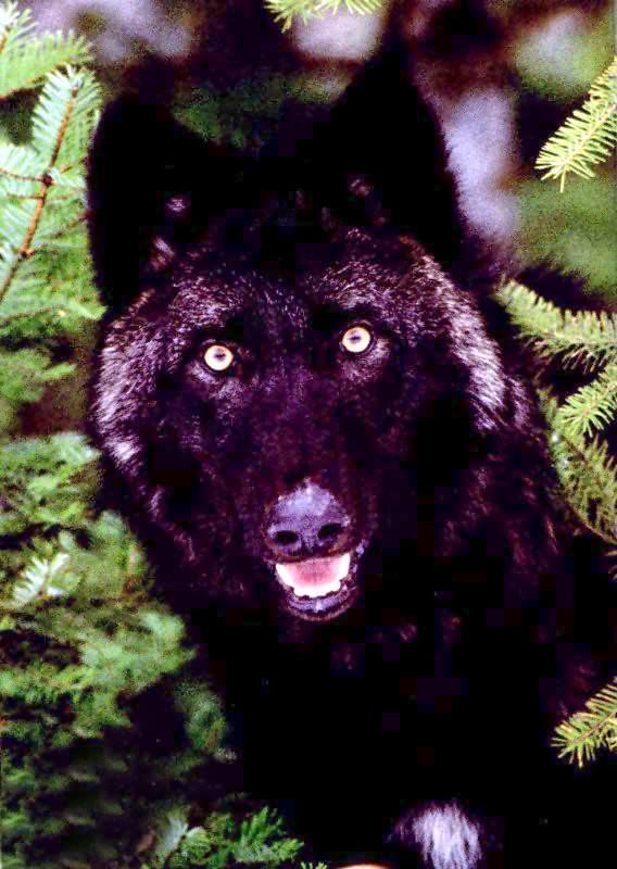 ghost12-Gray Wolf-Black Fur-Surprised face closeup.jpg