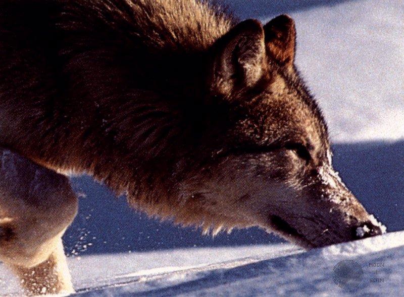 ghost13-Gray Wolf-Smells on snow-Closeup.jpg