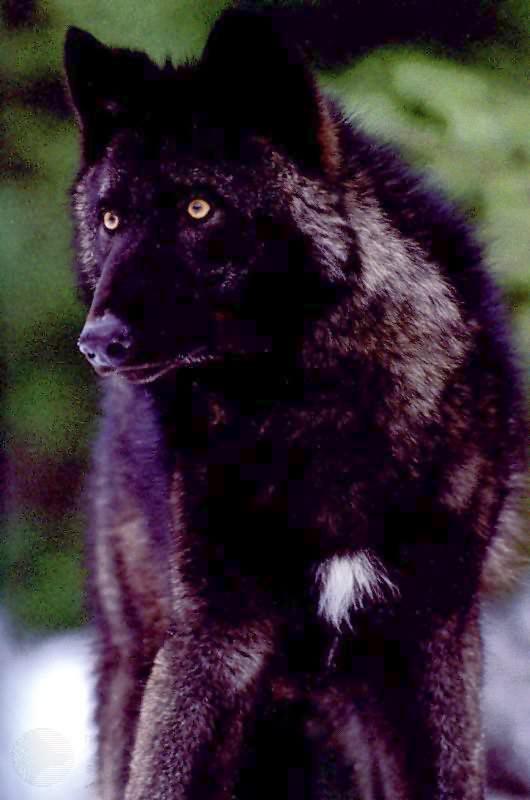 ghost14-Gray Wolf-Black Fur-Closeup.jpg