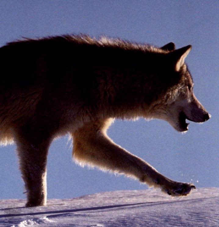 ghost16-Gray Wolf-Walks on snow-Closeup.jpg