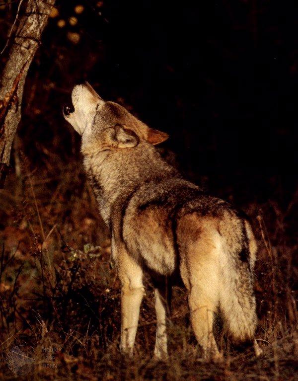ghost17-Gray Wolf-Howling-Rear View.jpg
