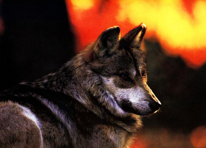 Mexican Gray Wolf-Looks Back-Closeup.jpg