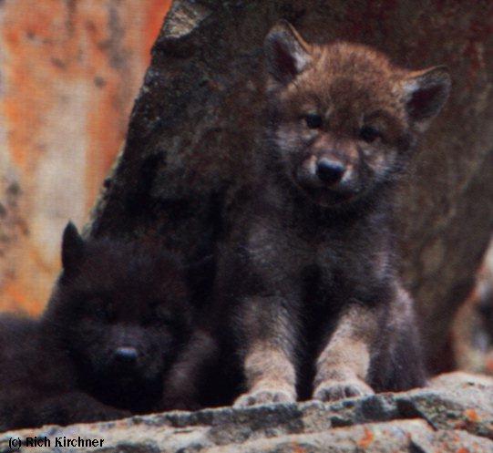 2 Timber Wolf Cubs.jpg