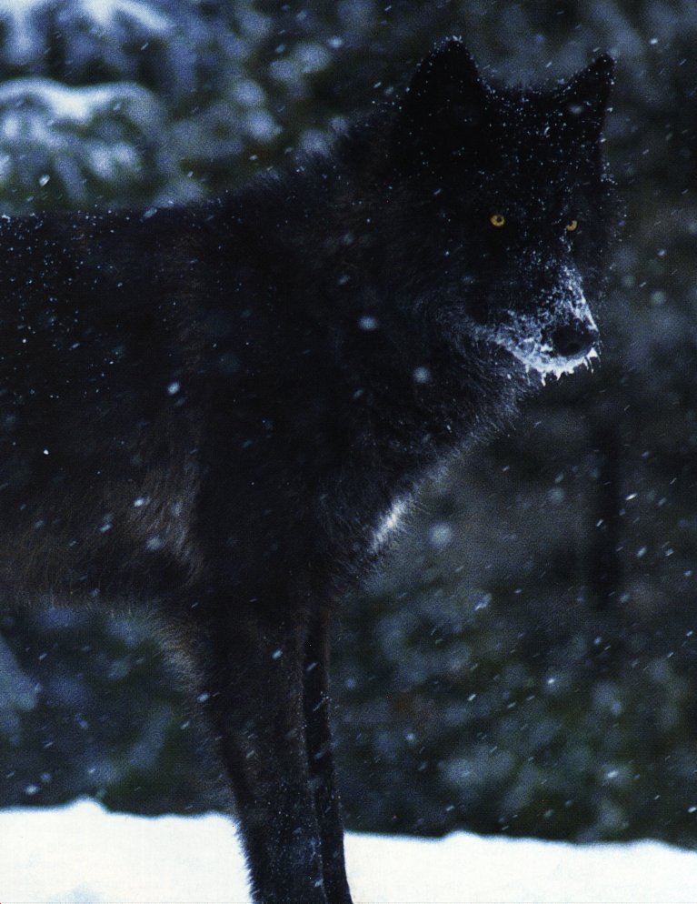 Timber Wolf 1-Portrait-In Snow-Black Fur.jpg