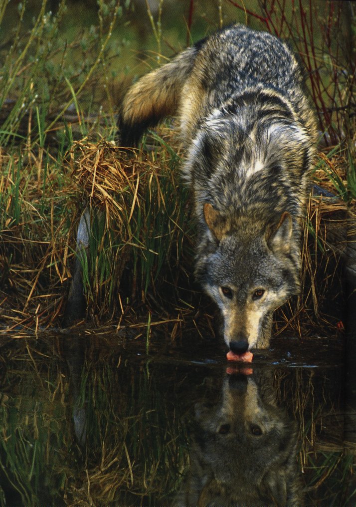 Timber Wolf 2-Drinking Water.jpg