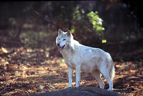 5x7-White Fur-Gray Wolf k.jpg
