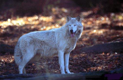 5x7-White Fur-Gray Wolf r.jpg