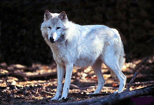 5x7-White Fur-Gray Wolf s.jpg
