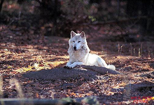 5x7wol 3 ne-White Fur-Gray Wolf-Sitting on rock.jpg