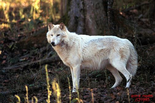 5x7wolf 1 ne-White Fur-Gray Wolf.jpg