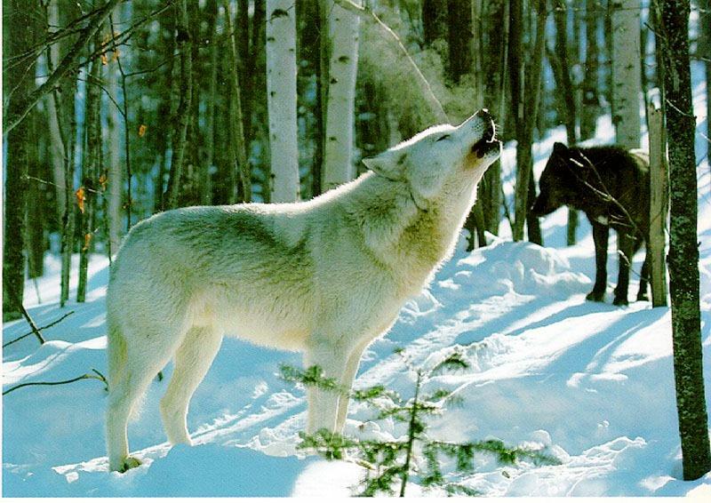 Gray wolf028-white and black-howling in snow forest.jpg