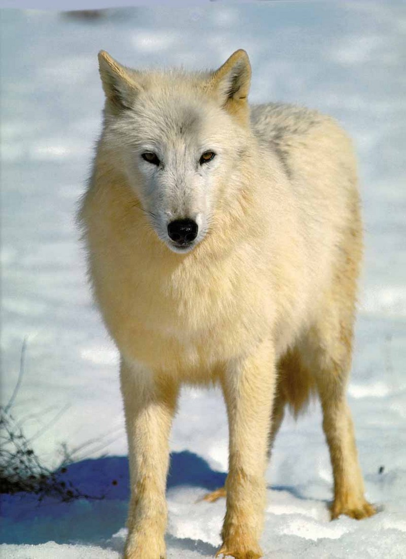 Gray Wolf-08 White Golden Fur-On Snow.jpg