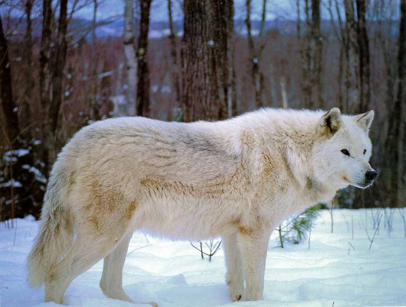 Gray Wolf-21 White Fur-On Snow.jpg