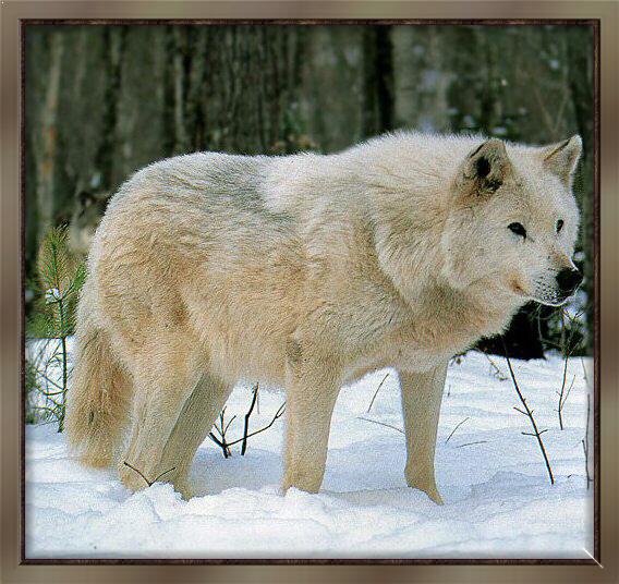 Grey Wolf 02-White Coat-Standing-In Snow.jpg