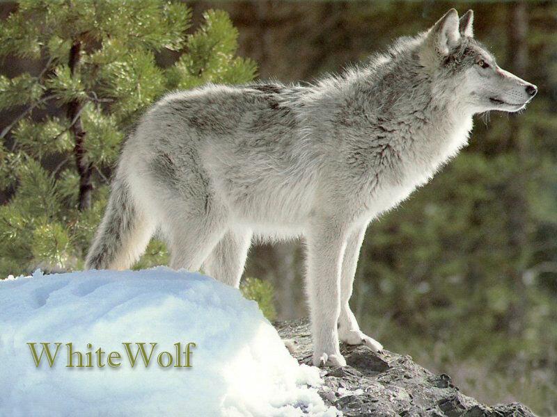 White Wolf.jpg