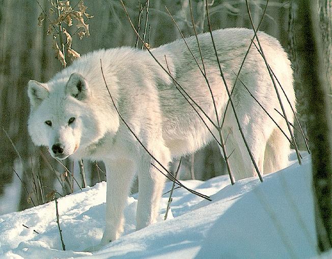 White-Gray Wolf-06-On Snow.jpg