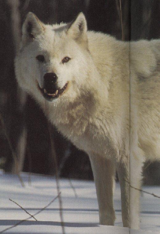wolf18-Gray Wolf-white fur-closeup on snow.jpg