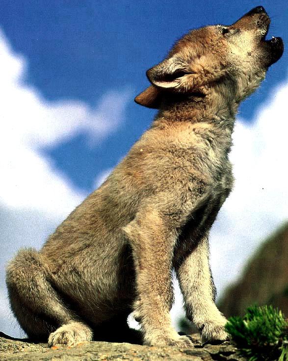 baby howl-Gray Wolf-cub howling-closeup.jpg