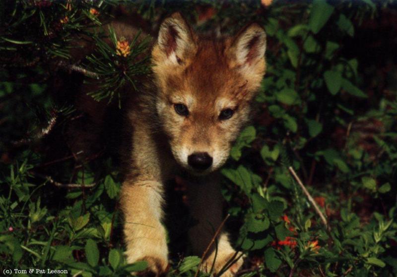 Cute Gray Wolf Cub-Just Out Of Forest.jpg