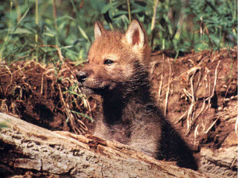 Cute Little Gray Wolf Cub 4.jpg