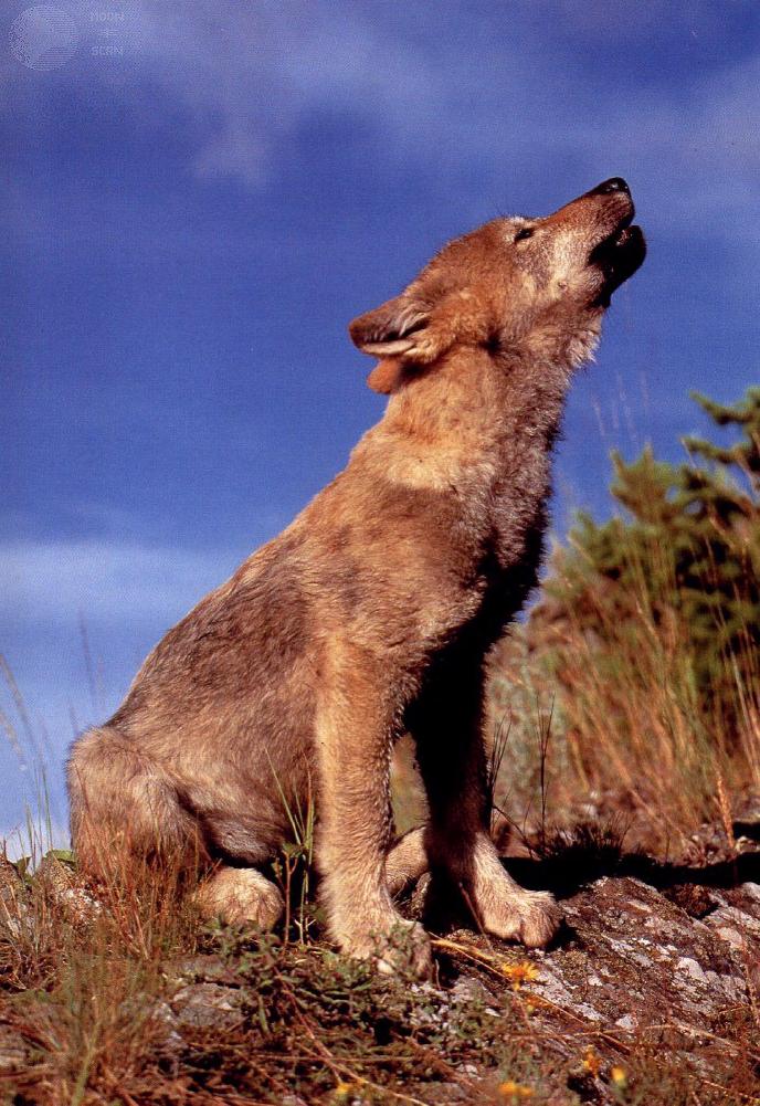 dwwolf24-Gray Wolf-Pup howls.jpg