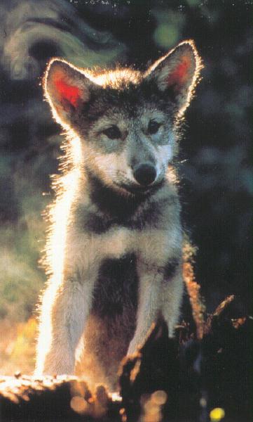 Gray Wolf cub-young portrait.jpg