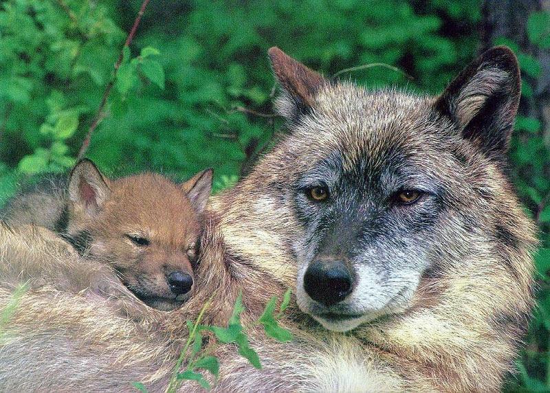 Gray wolf027-mom and sleepy cub.jpg