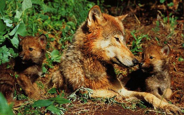 Gray wolf-wolves-Family-Mom and babies.jpg