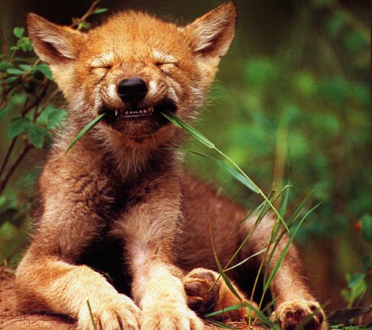 Gray Wolf cub-Vegetarian.jpg