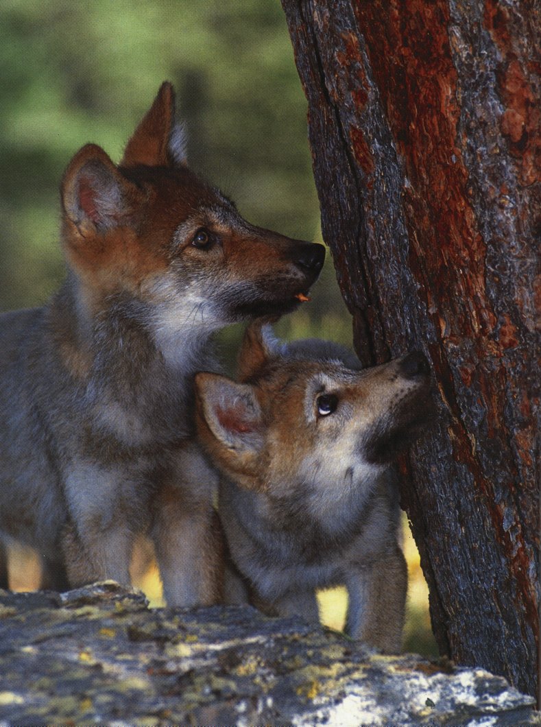 Gray Wolf Pups1-2Puppies-Look up tree.jpg