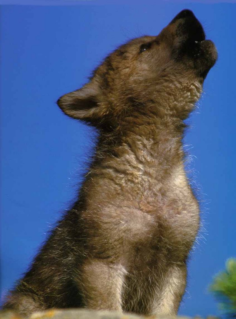 Gray Wolf-06 Howling Puppy.jpg