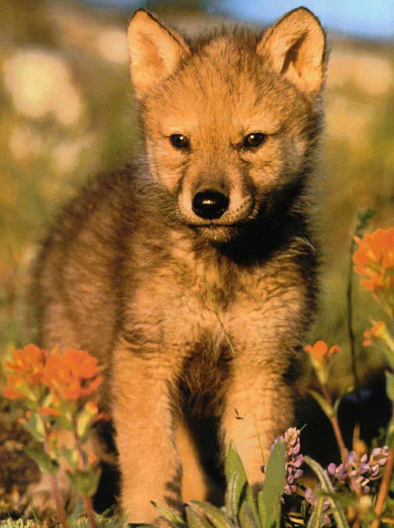 Gray Wolf-10 Cute Puppy-Spring Field.jpg