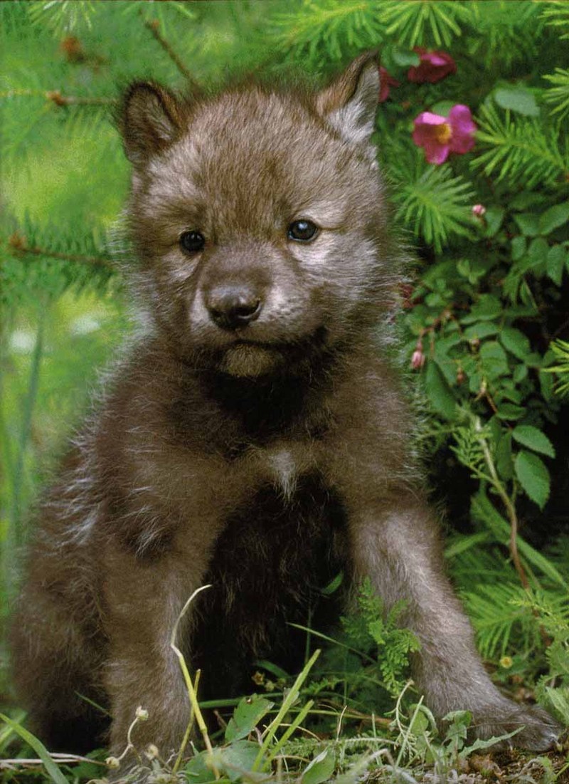 Gray Wolf-15 Puppy-In Forest.jpg