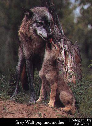 Grey Wolf mom-pup.jpg