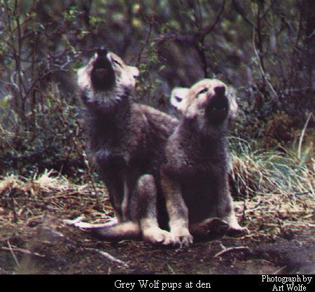 Grey Wolf pup-howl.jpg
