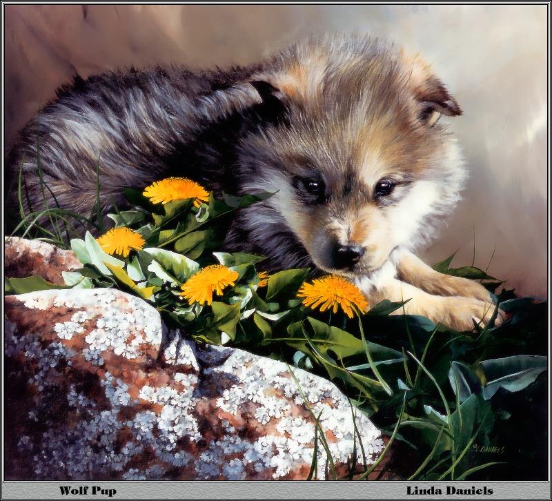 p-bwa-37-Gray Wolf Pup-with wild flowers-Painting by Linda Daniels.jpg