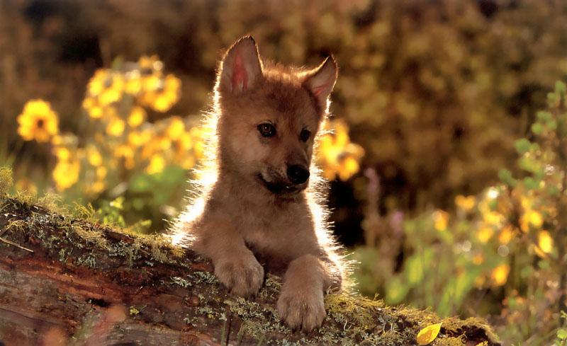 p-wolf03-Gray Wolf-puppy on log.jpg
