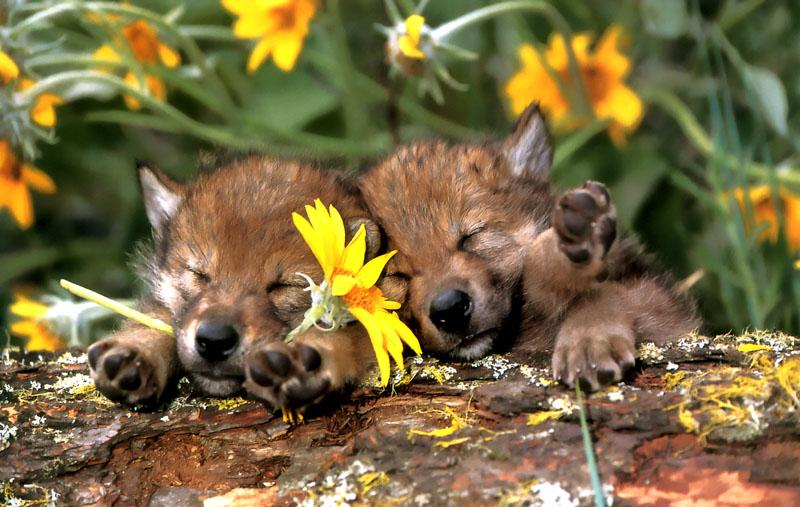 p-wolf04-Gray Wolf-2 puppies-sleepy faces.jpg