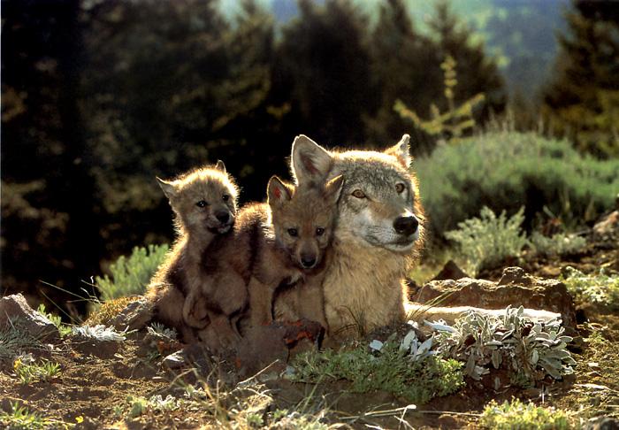 p-wolf12-Gray Wolf-wolves mom and puppies.jpg